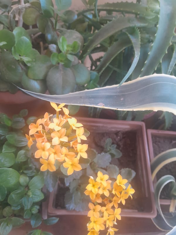 Garden close-ups, summer skies, and a casual check-in note
