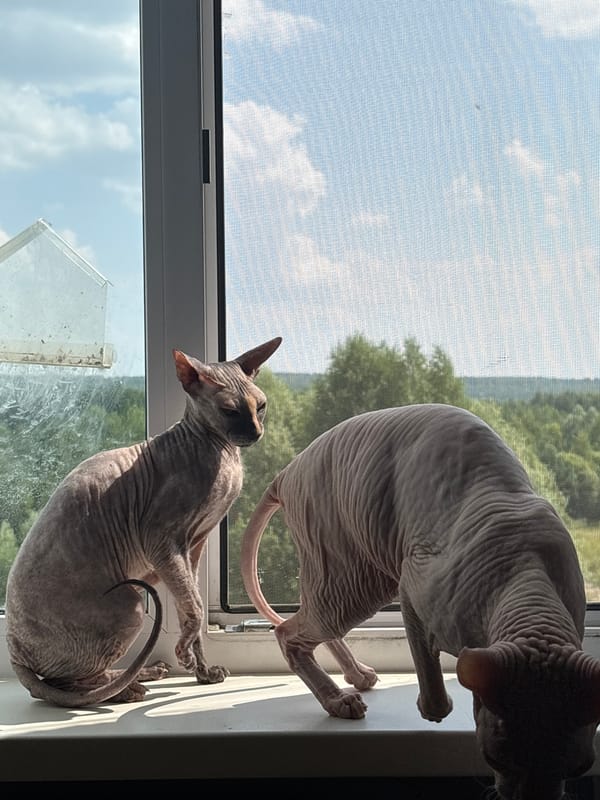 Two Sphynx cats lounging on a sunny Russian windowsill