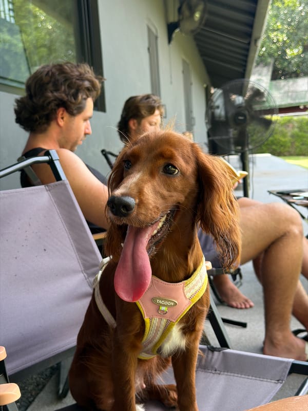 Dog named Tagoon enjoys cafe outing by Chiang Mai river