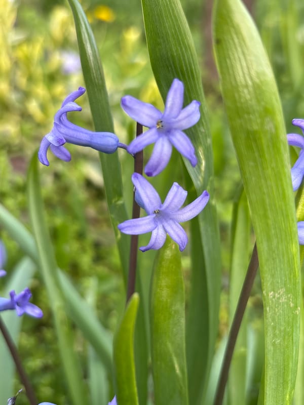 Spring flowers bloom in Aidemir gardens