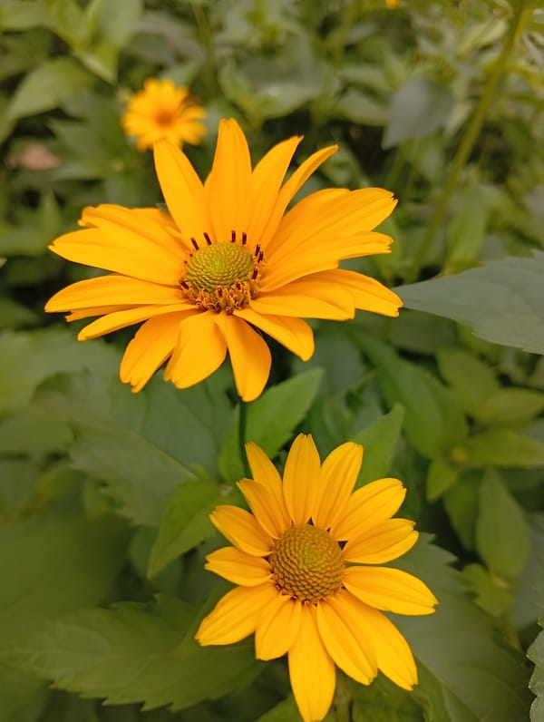 Afternoon stroll through blooming gardens in Kyiv