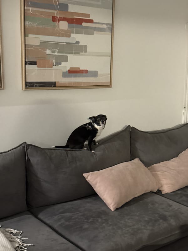 Small dog rests peacefully on sofa in Ramat Gan home