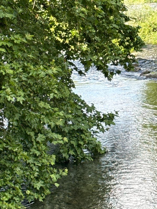 Clear Limmat River water seen from above, Zurich