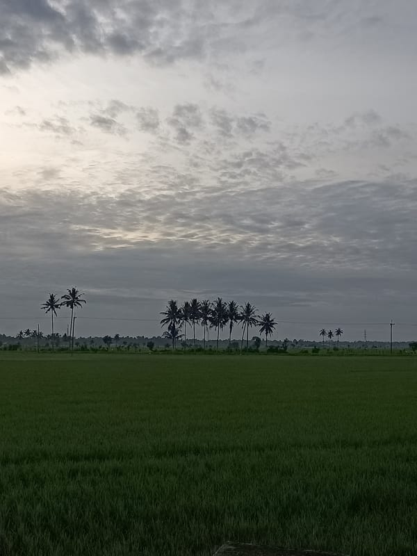 Lush rice paddies under overcast skies in rural Aceh