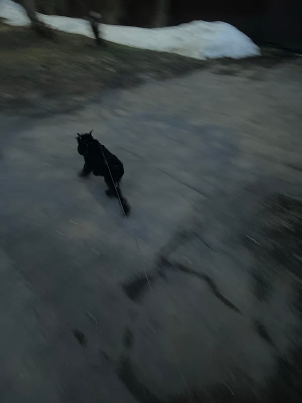 Man walks leashed cat through evening streets in Podolsk