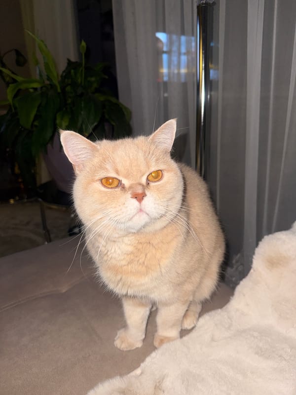 Orange Exotic Shorthair cat rests on white surface near basket