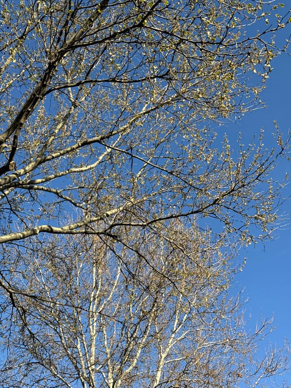 Belgrade resident documents upward views of spring streetscape