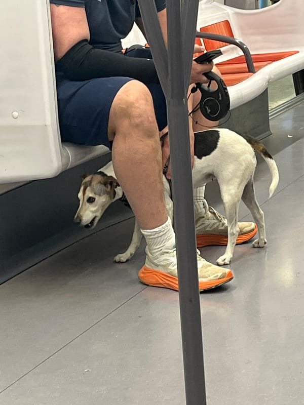 Person with dog spotted in Lyon public waiting area