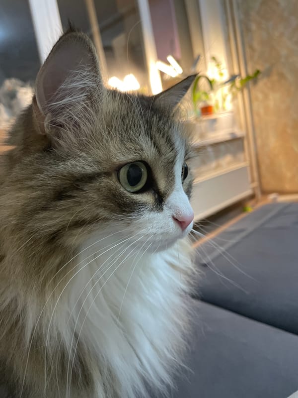 Cat photographed in close-up in Izhevsk home