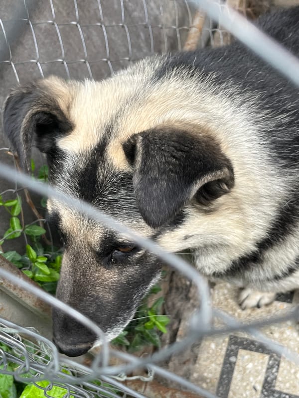 Animal shelter visit in Lviv captures dogs and cats