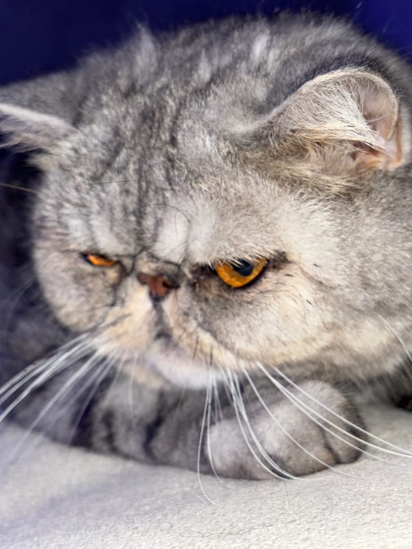 Exotic shorthair cat photographed up close in Chaikovsky, Russia