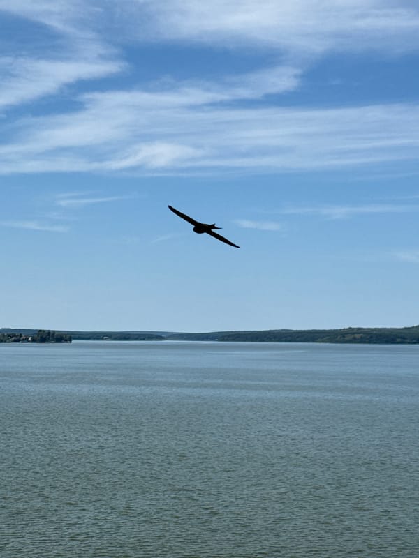 Calm morning at Votkinsk Reservoir, birds drifting overhead