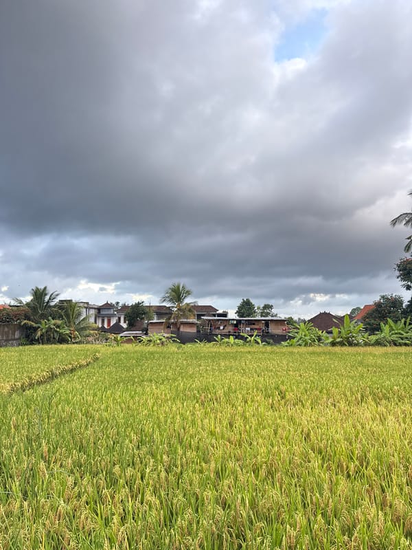 Traditional rural life documented in Ubud rice paddies