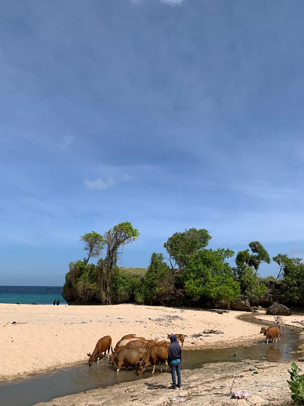 Cattle herding and clifftop picnic on an Indonesian beach