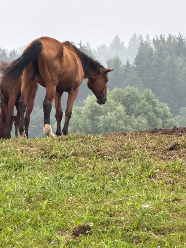 Herd of horses roaming muddy hillsides in rural Lithuania