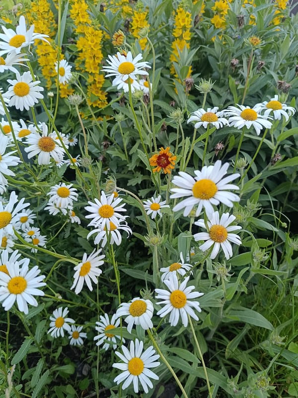 Spring blooms documented across Vinnytsia gardens and green spaces
