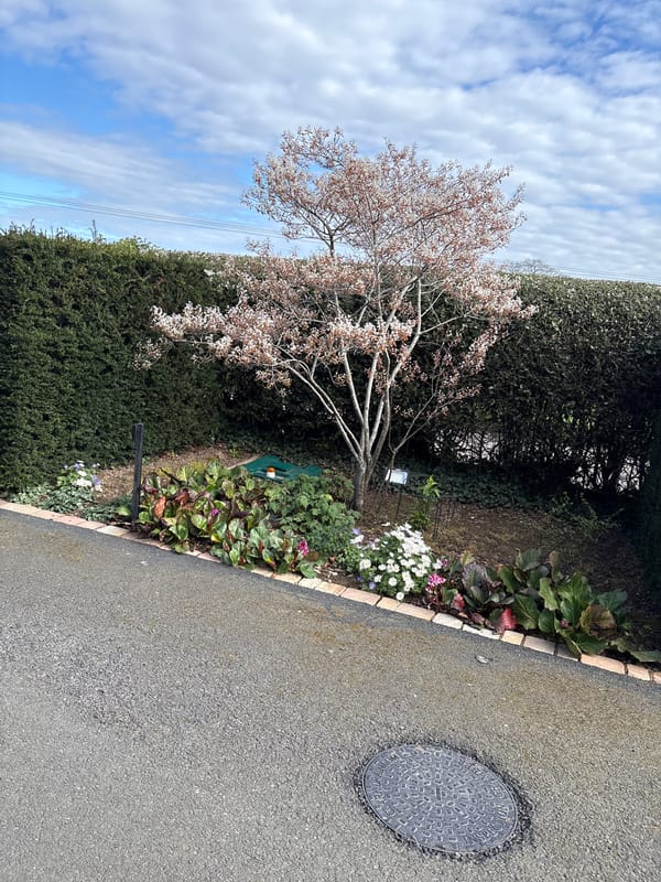 Spring garden scene with blossoming tree and metal sculpture in Annscroft