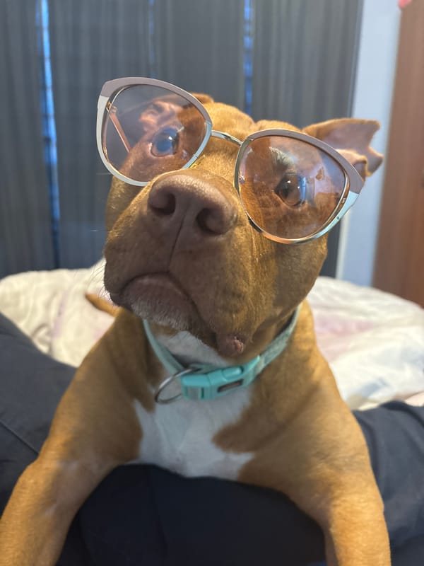 Stylish dog poses for portrait session in Sofia