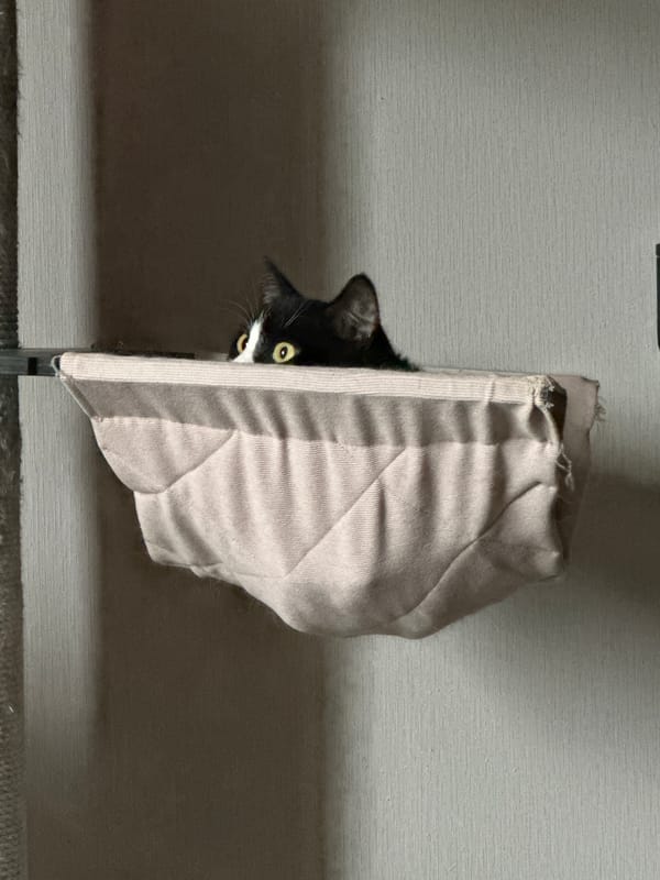 Cats at home in Krasnodar, one in a hammock