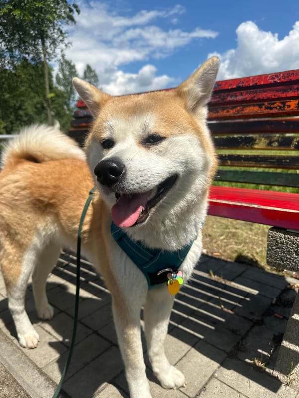 Dog walker takes Akita on routine morning stroll