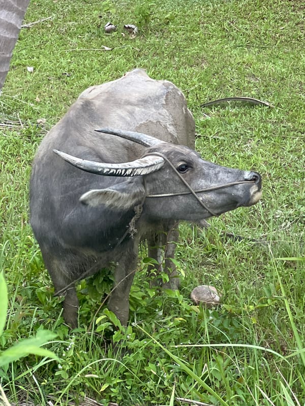 Water buffalo graze beneath coconut palms in Ko Pha-ngan