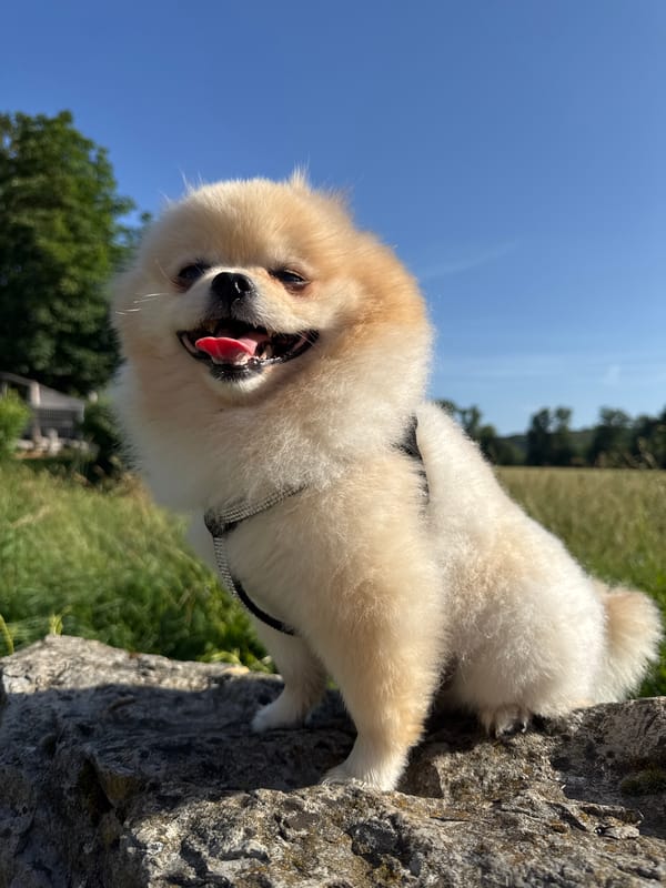 Pomeranian dog poses on rock in German town