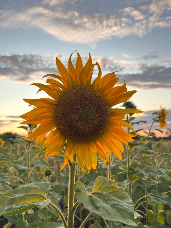 Sunflower field at sunset, golden hour and blooms
