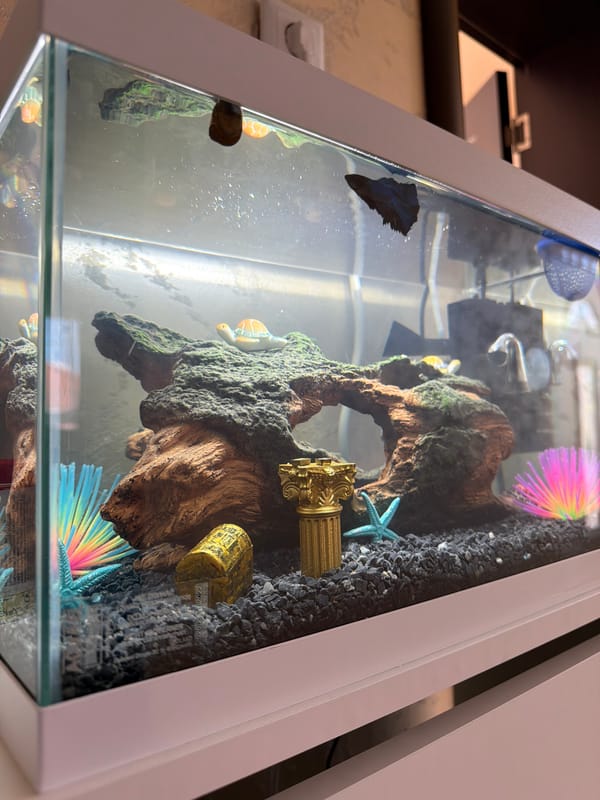 Decorative Betta fish aquarium observed in Hisarya, Bulgaria