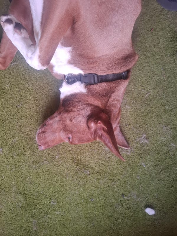 Dog and energy drinks spotted in Naucalpan de Juárez