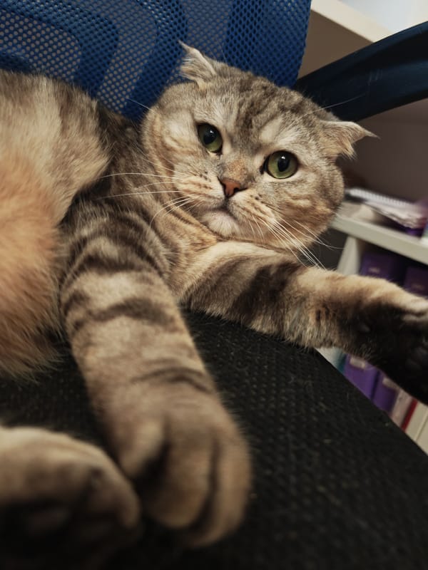Tabby cats at rest in a Minsk apartment