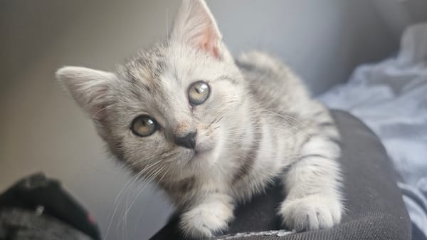 Grey tabby kitten photographed on lap in Rüsselsheim