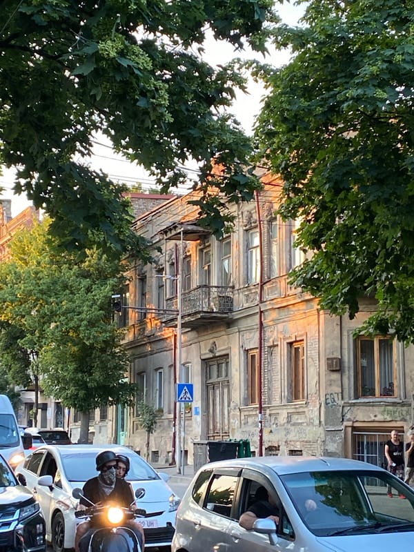 Golden hour street scene framed through a leafy urban tree