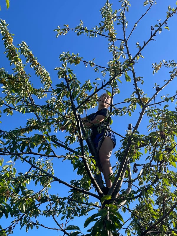 Cherry picking day in a Donskoye backyard garden