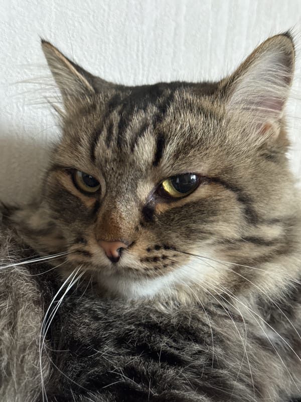 Woman rests peacefully with cat and dog in Perm bedroom