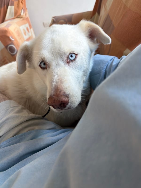Blue-eyed white dog photographed in Mexican town
