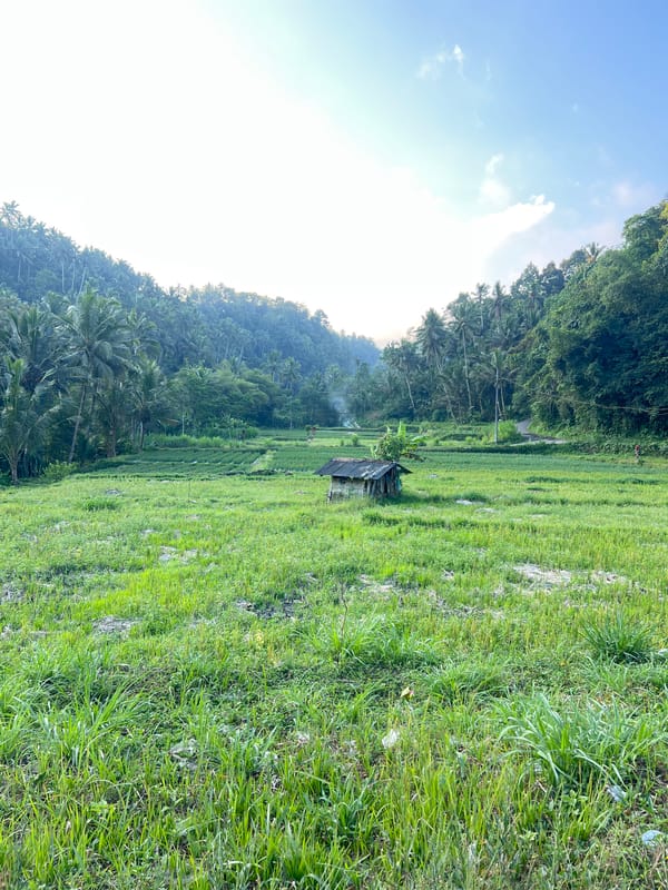 Rice paddies, marigolds, and rural roads through Karangasem