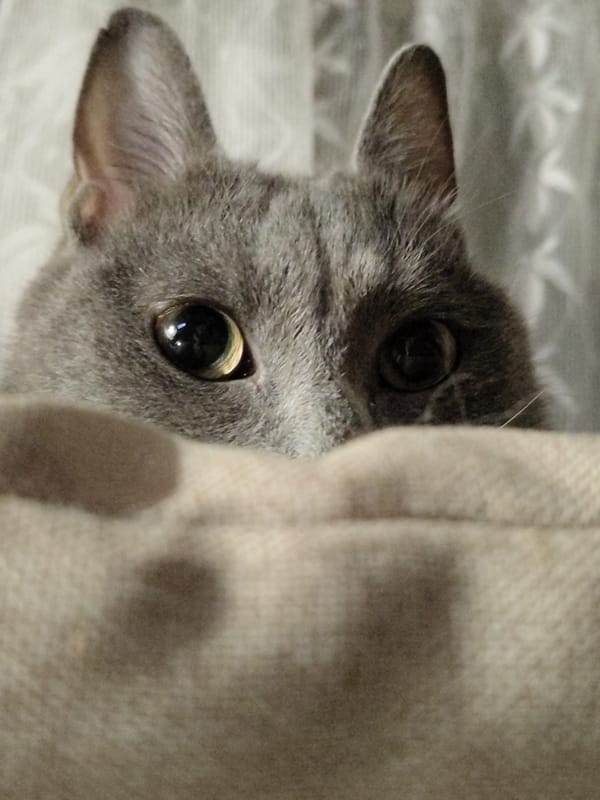 Close-up portraits of several cats, shot in quick succession.