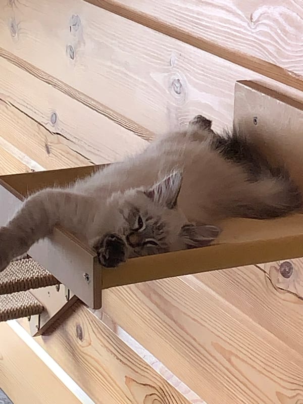 Lazy morning with a photogenic cat in rural Russia