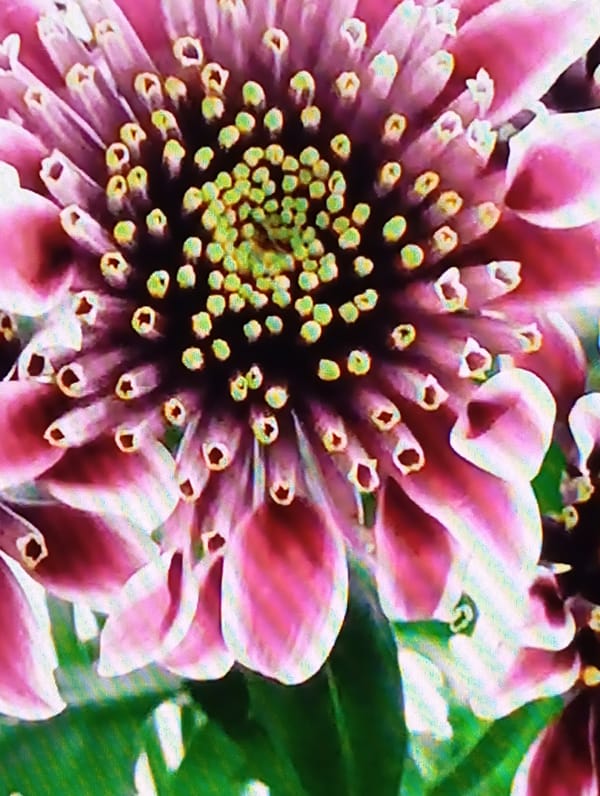 Close-up tour through a colorful ornamental garden in bloom