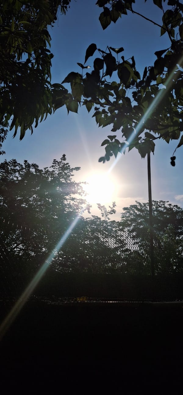 Nature photographer documents birds, trees, light in Vallecito Venezuela