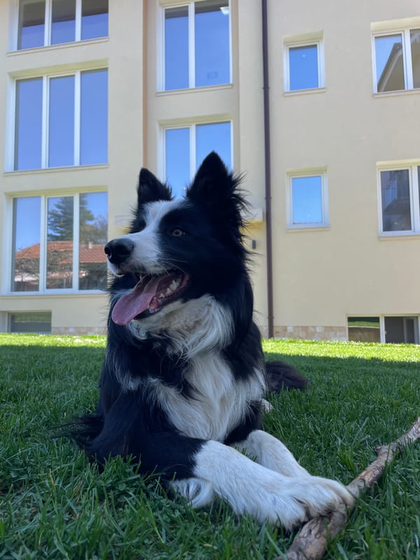 Border Collie and orange cat spotted resting in residential area