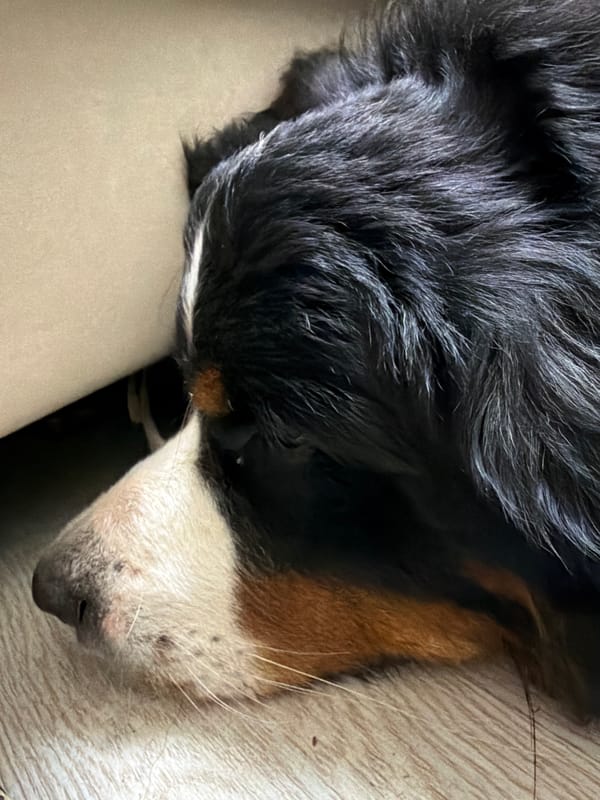 Bernese Mountain Dog relaxing at home outside Moscow