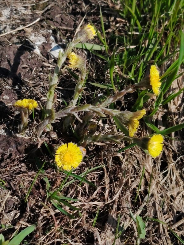 Spring flowers and portrait captured in Markovskii, Russia