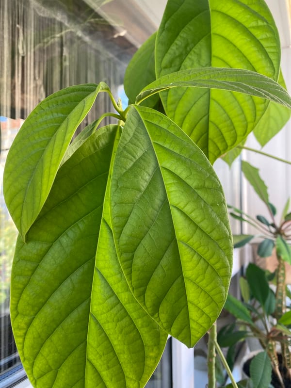 Avocado plant leaves up close in Novaya Usman'