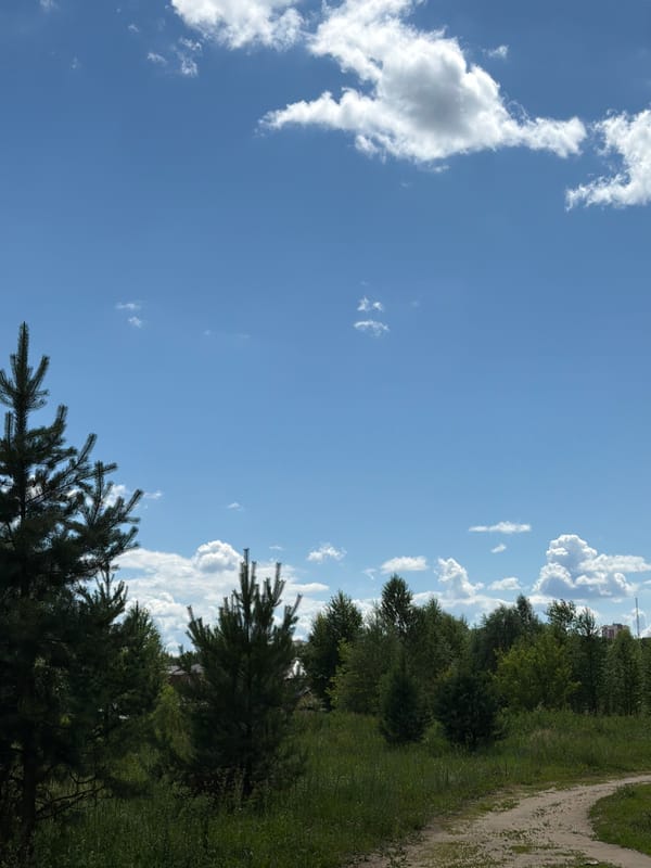 Wildflower meadows and forest paths near Kazan in summer