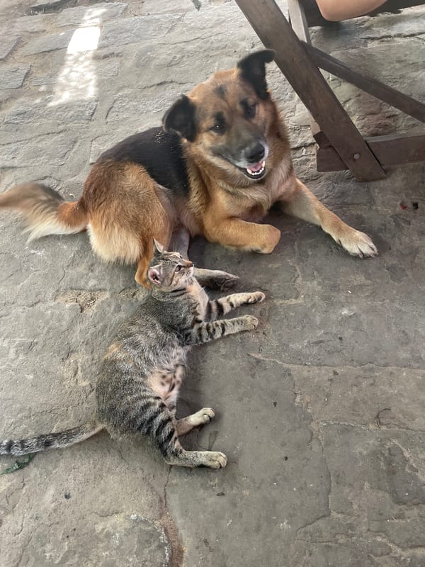 Dogs, street food, and a grand opening in Phu Thuy Ward