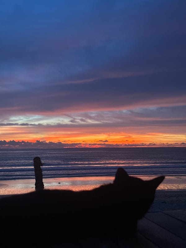 Beachside sunset with palm silhouettes, lounge chairs, and a cat