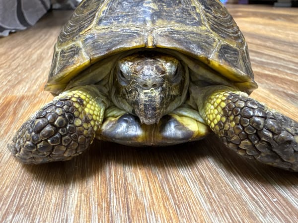 Tortoise observed in various positions in Birobidzhan, Russia