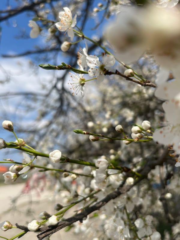 Spring blossoms bloom in Byala Slatina, Bulgaria