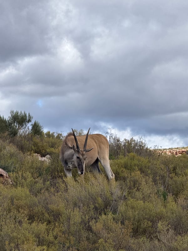 Wildlife including Eland and giraffes spotted in South Africa reserve